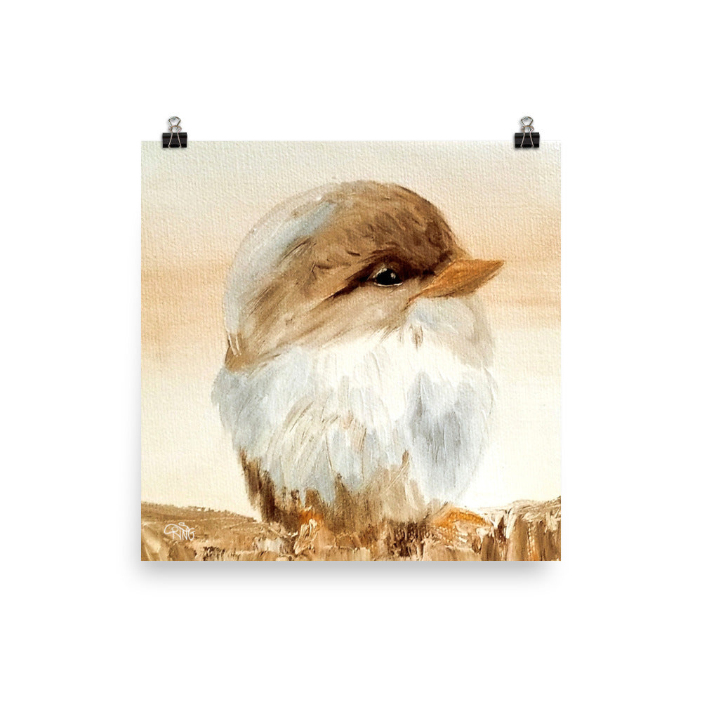 Barn Bird