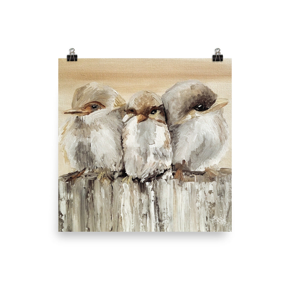 Barn Birds