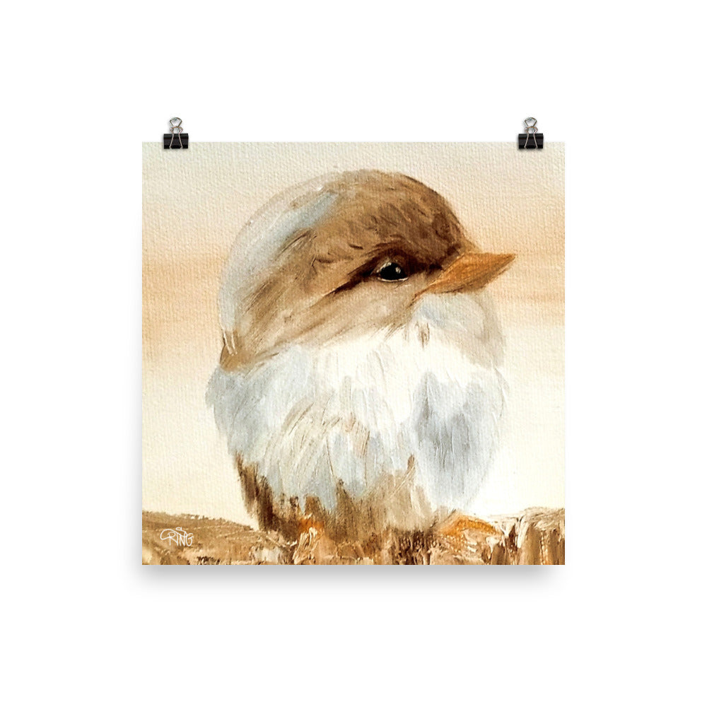 Barn Bird