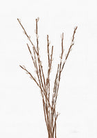 Willow Branches - Digital Download