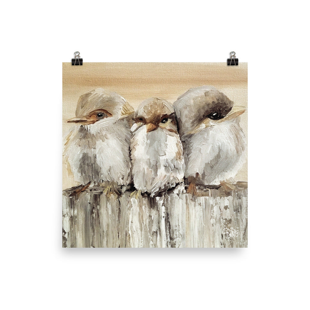 Barn Birds